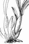 Pseudobulb